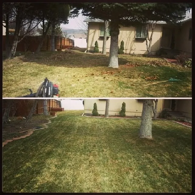 Before and after of a tree-shaded yard: dormant lawn with leaves and debris, then cleared and freshly striped lawn with tidy beds.